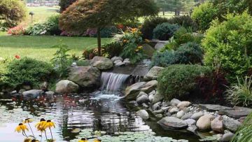 A landscaped garden pond with lily pads, a small waterfall, rocks, and various green bushes and flowering plants surrounding the water under a clear sky.
