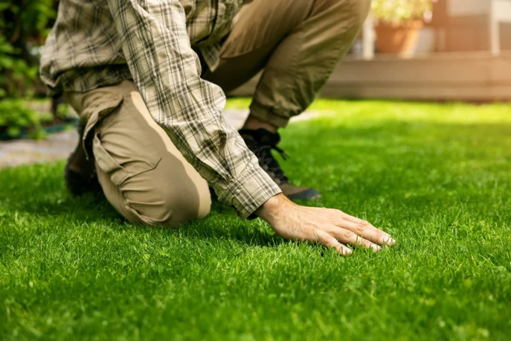 A professional lawn care technician inspecting a healthy green lawn in a residential yard in Zanesville OH